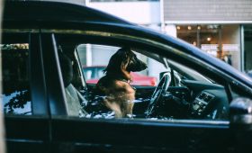 Hond in de auto