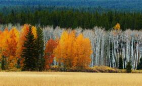 Wat betekent de melding ‘ESP Off’ bij een Volkswagen Passat