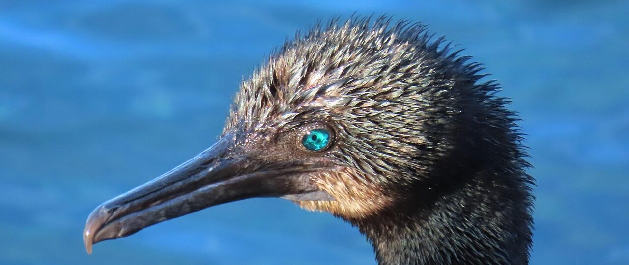 Waarom brandt het ABS-lampje in mijn Ford Kuga