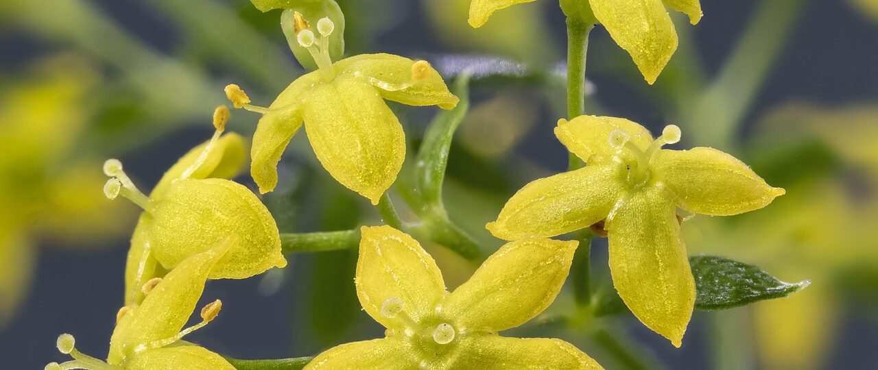 Kia Picanto 1.2 CVVT verbruik en onderhoudstips