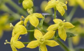 Kia Picanto 1.2 CVVT verbruik en onderhoudstips