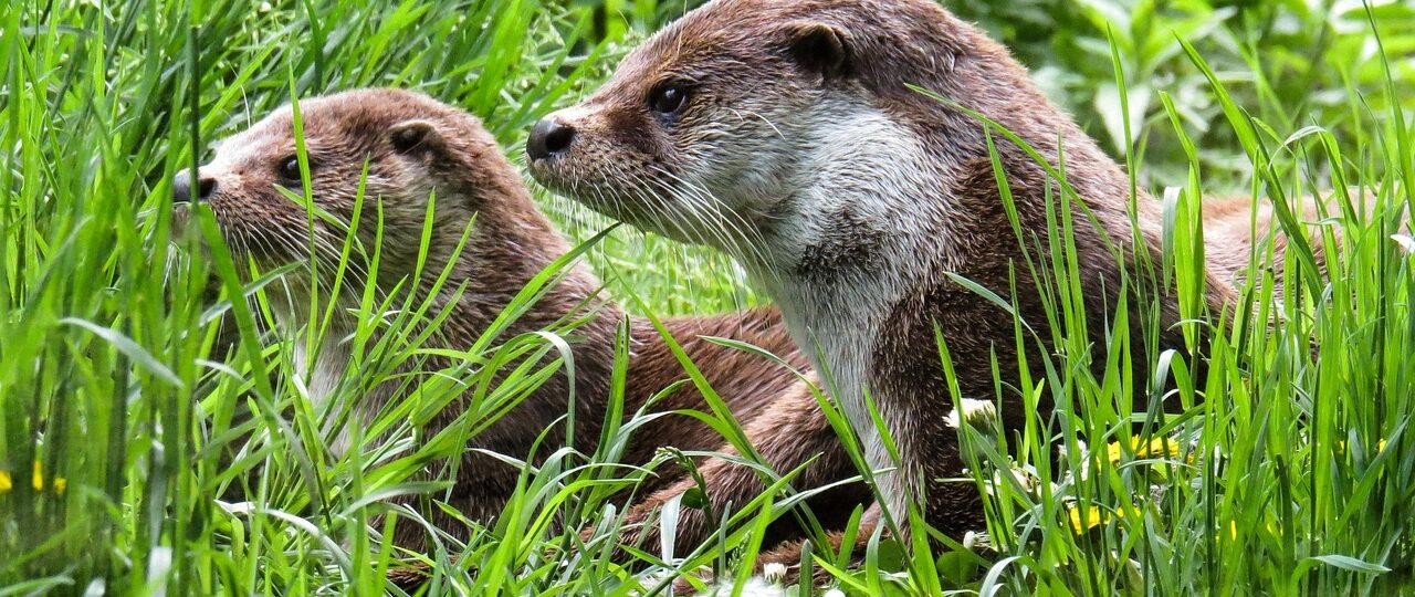 Juiste bandenspanning en onderhoud voor de Kia Picanto