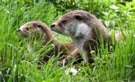 Juiste bandenspanning en onderhoud voor de Kia Picanto