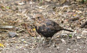 Citroën C3 1.2 PureTech maakt tikkend geluid bij gas geven