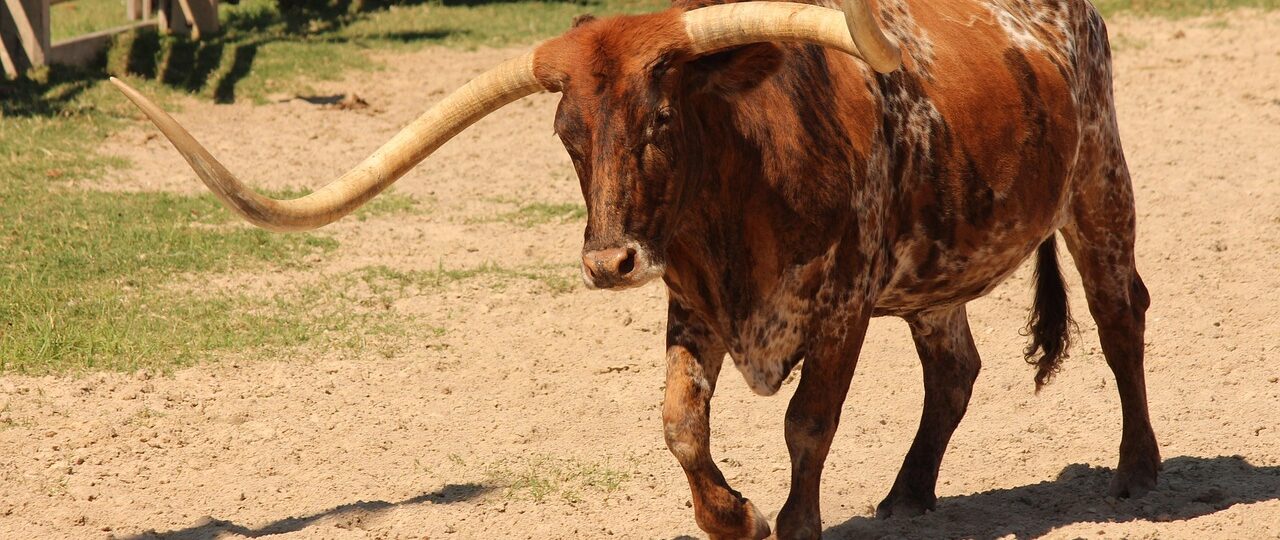 Dacia Sandero Stepway 0.9 TCe maakt piepend geluid bij sturen