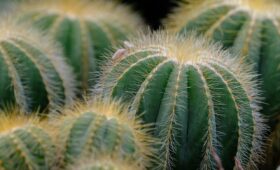 Citroën C4 Cactus 1.2 PureTech hapert bij accelereren